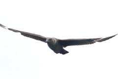 South Polar Skua