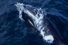 Northern Right-Whale Dolphin
