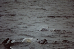 Rissos-Dolphin