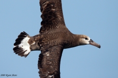 Black-footed Albatross