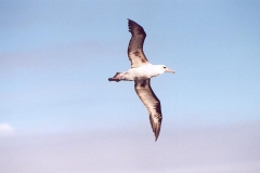 Laysan Albatross