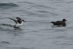 Manx and Sooty Shearwaters