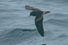 Leach's Storm-Petrel