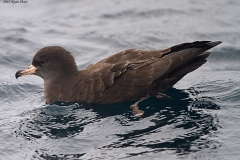 Flesh-footed Shearwater