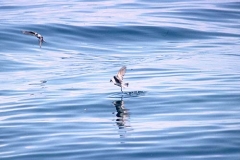 Fork-tailed Storm-Petrel