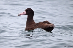 Short-tailed Albatross