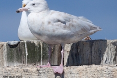 Back in port, the Summering Glaucous Gull