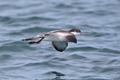 Buller's Shearwater