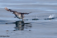 Cassin's Auklet