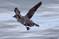 Cassin's Auklet1