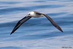Laysan Albatross