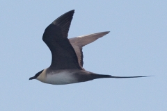Long-tailed Jaeger