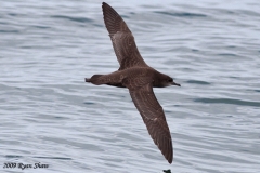 Short-tailed Shearwater