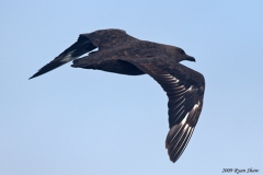 South Polar Skua