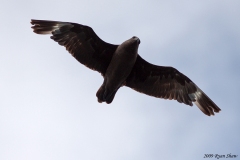 South Polar Skua