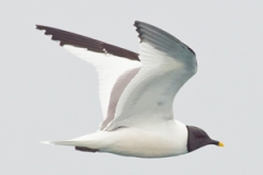 Sabine’s Gull