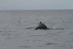 Humpack Whale