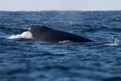 Humpback Whale