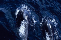 Northern Right-Whale Dolphin