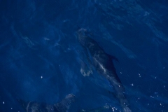Northern Right-Whale Dolphin