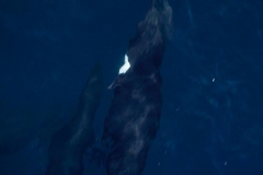 Northern Right-Whale Dolphin