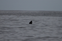 Northern Elephant Seal