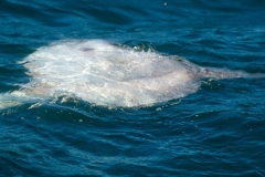 Ocean Sunfish (Mola mola)