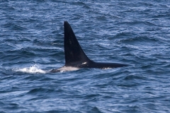 Orca (Killer Whale)