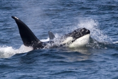 Orca (Killer Whale)