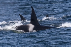 Orca (Killer Whale)