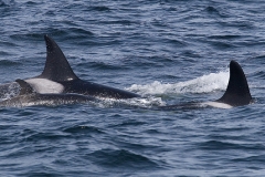 Orca (Killer Whale)
