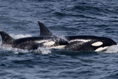 Orca (Killer Whale)