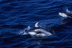 Pacific White-sided Dolphin