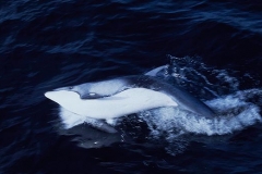 Pacific White-sided Dolphin