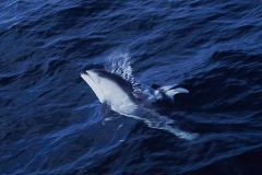 Pacific White-sided Dolphin