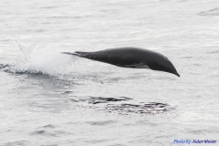 Northern Right Whale Dolphin