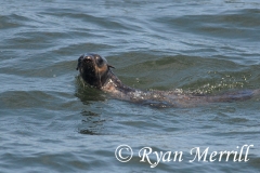 Northern Fur Seal