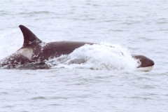 Orca (Killer Whale)