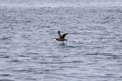 Short-tailed Albatross