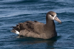Black-footed Albatross