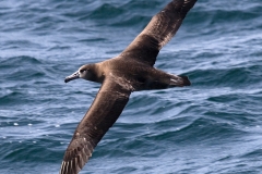 Black-footed Albatross
