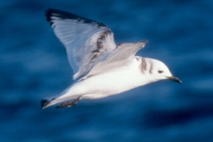 Black-legged Kittiwake