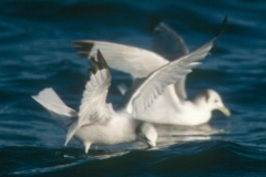 Black-legged Kittiwake