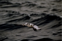 Black-legged Kittiwake