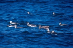 Common Murre