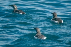 Common Murre