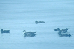GreaterShearwater
