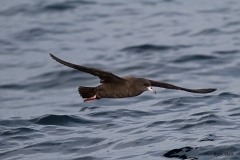 Flesh-footed Shearwater