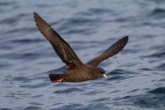 Flesh-footed Shearwater