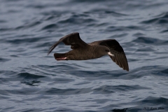 Flesh-footed Shearwater